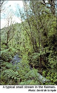 Typical small stream in the Kaimais