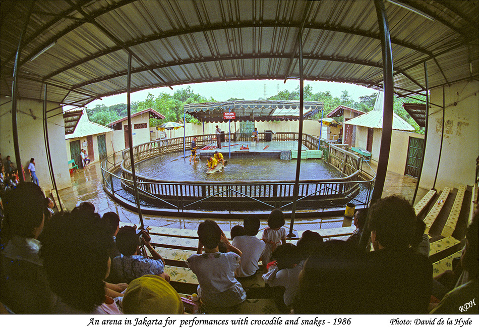 A crocodile arena in Jakarta 1986