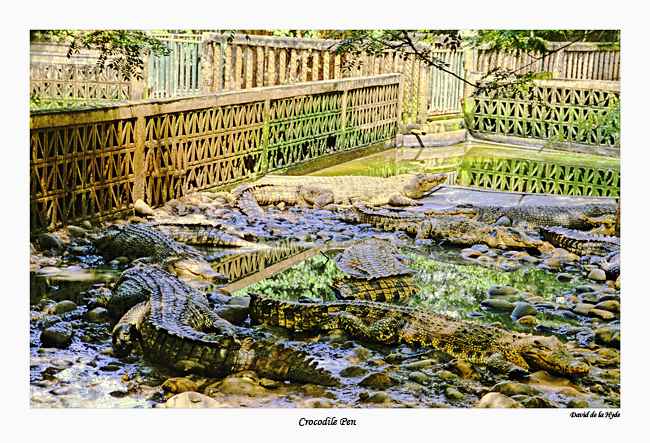 Crocodile Pen