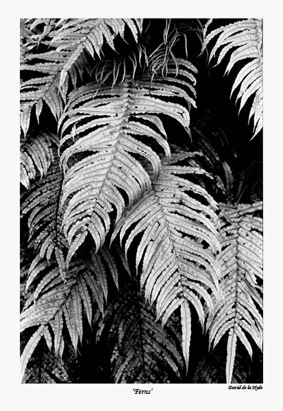 'Ferns'