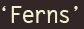 'Ferns'