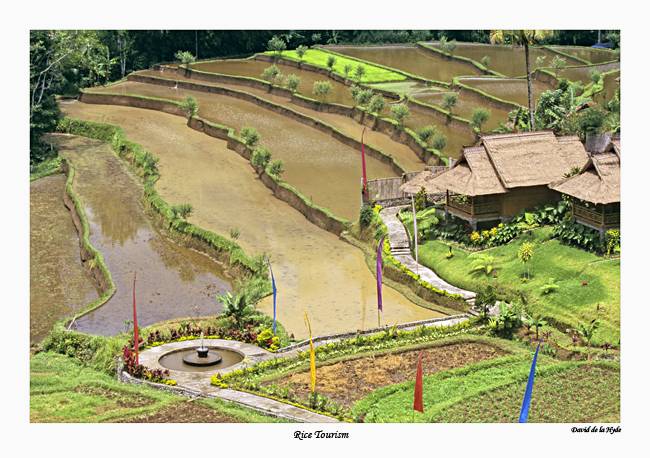 Rice Tourism