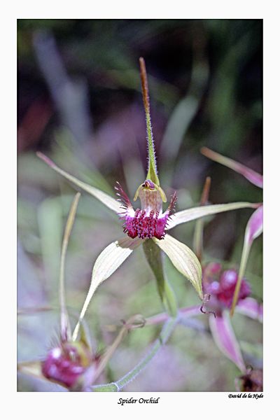 Spider Orchid