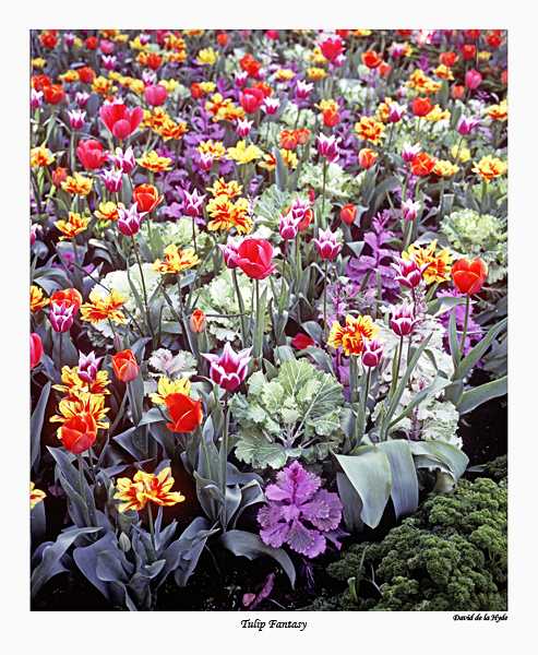 Tulip Fantasy