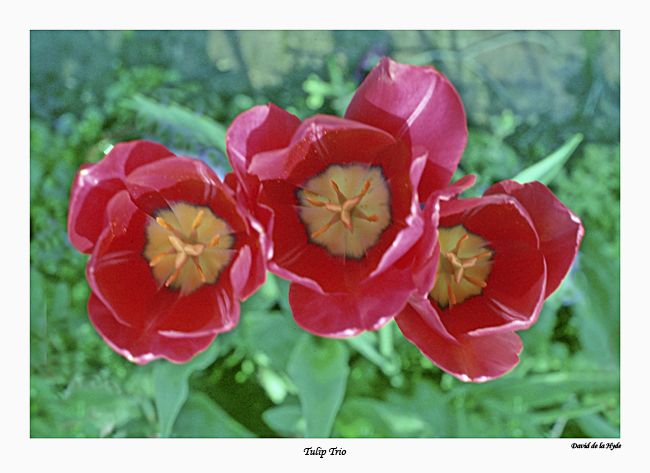 Tulip Trio