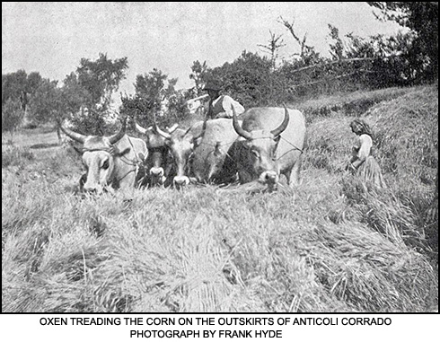 Oxen Treading Corn