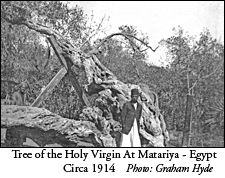 The tree of the Holy Virgin - Matariya - Egypt, 1914