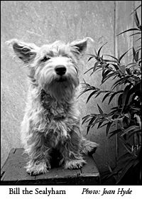 The sealyham, Bill