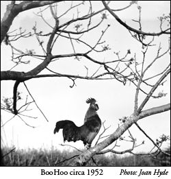 Bantam rooster Boohoo