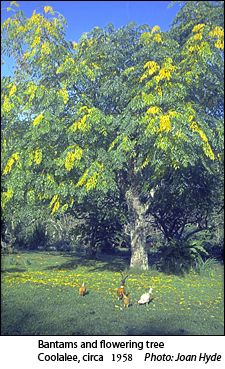 A flowering tree at Coolalie