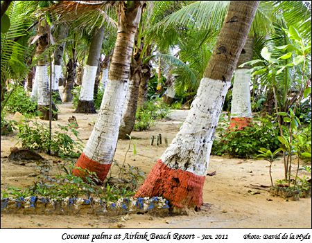 Coconut palms at Airlink Beach Resort