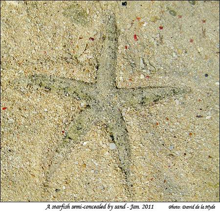 A starfish partly hidden by sand