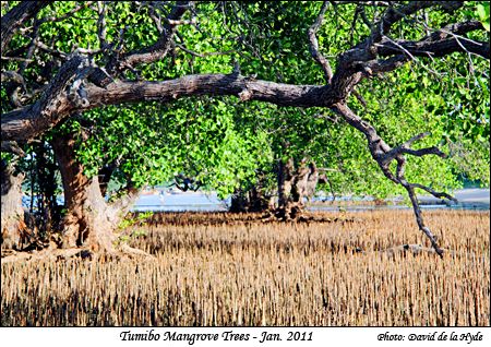 Tumibo mangroves