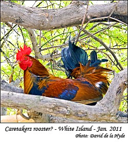 Caretakers Rooster? - White Island