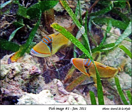 A pair of colourful fish