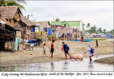 A pig crossing the Pandurucan river south of the Market