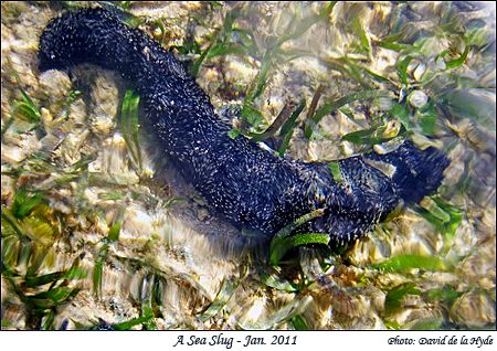 A Sea Slug
