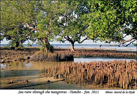 Looking to the sea through the mangrove trees at Tumibo