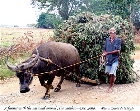 Farmer with the Phillipines national animal the Caribao