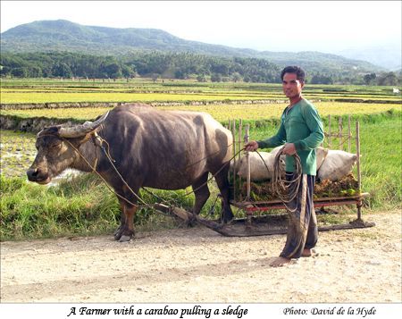 Farmer with a carabao pulling a sledge