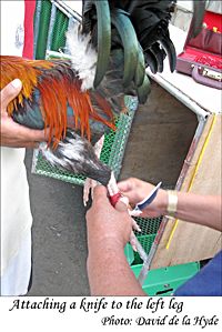 Attaching a knife (gaff) to a roosters left leg