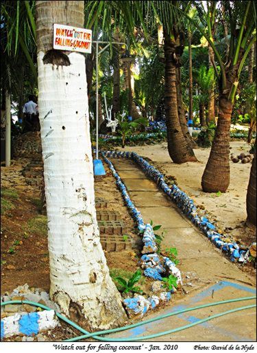 Watch out for falling coconut