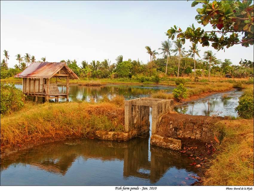 Fish farm ponds