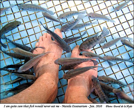 'I am quite sure that fish would never eat me' - Manila Oceanarium