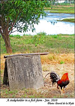 A stakeholder in a fish farm