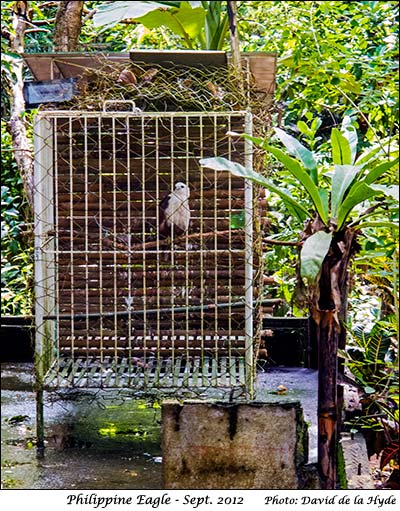 Philippine Eagle