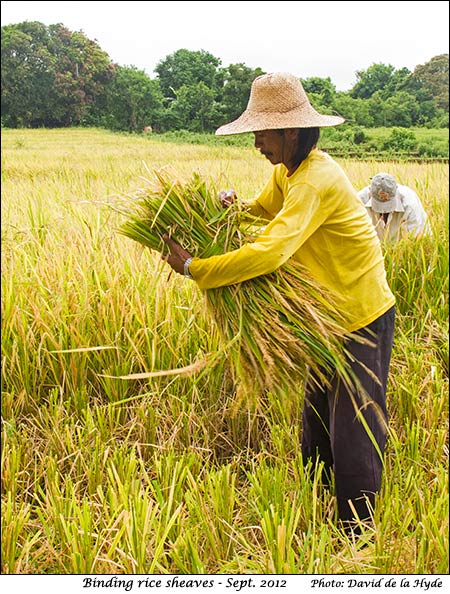 Binding rice sheaves