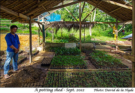 Prepared pot plants