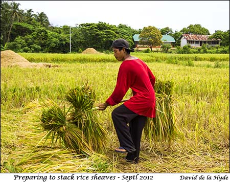 Preparing to stack rice sheaves