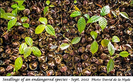 Seedlings of an endangered species