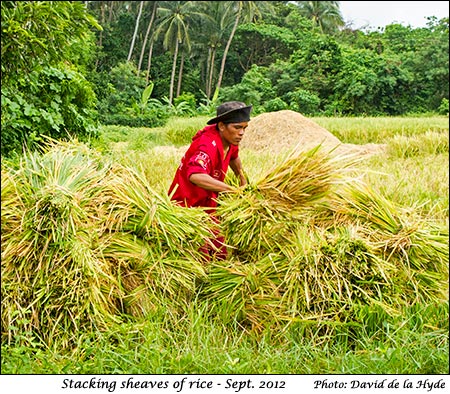 Stacking rice sheaves