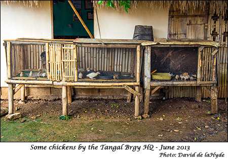 Chicken cages in Tangal