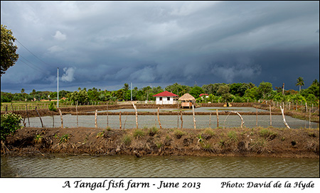A Tangal fish farm