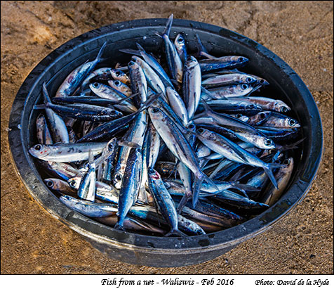 Bowl of fish from a net at Waliswis