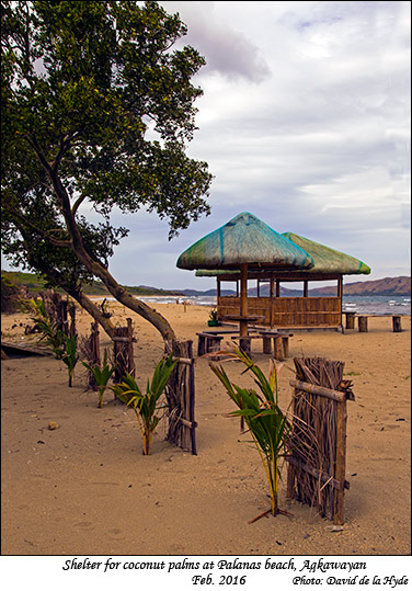 Shelter for coconut palms - Palanas Beach - Agkawayan