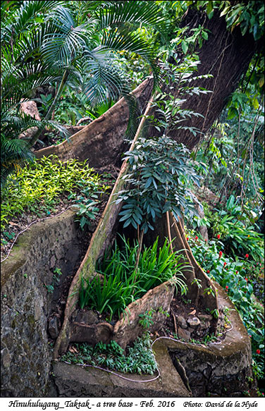 Hinulugang Taktak Falls - a tree base