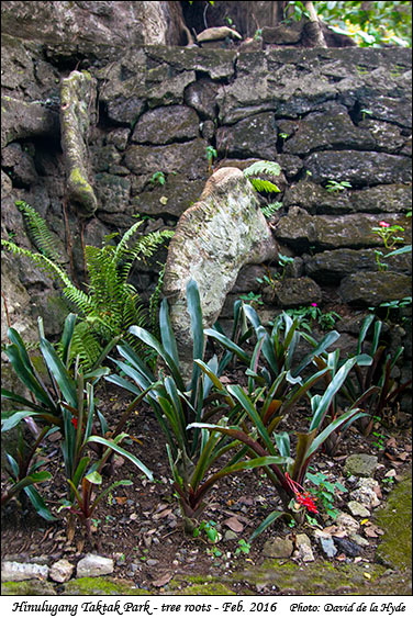 Hinulugang Taktak Park - tree roots