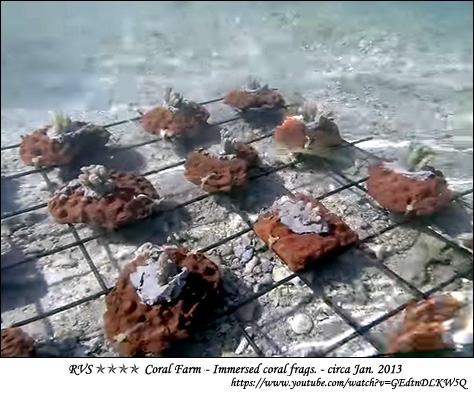Immersed coral frags.