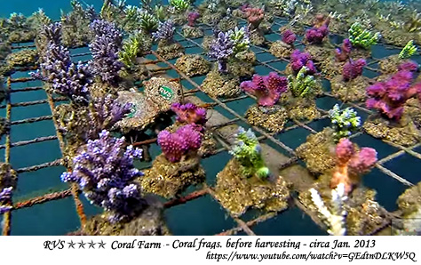 Coral frags. before harvesting