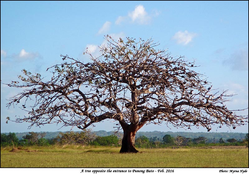 A tree opposite the entrance to Punong Bato